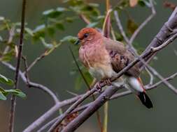 Image of Blue-eyed Ground Dove