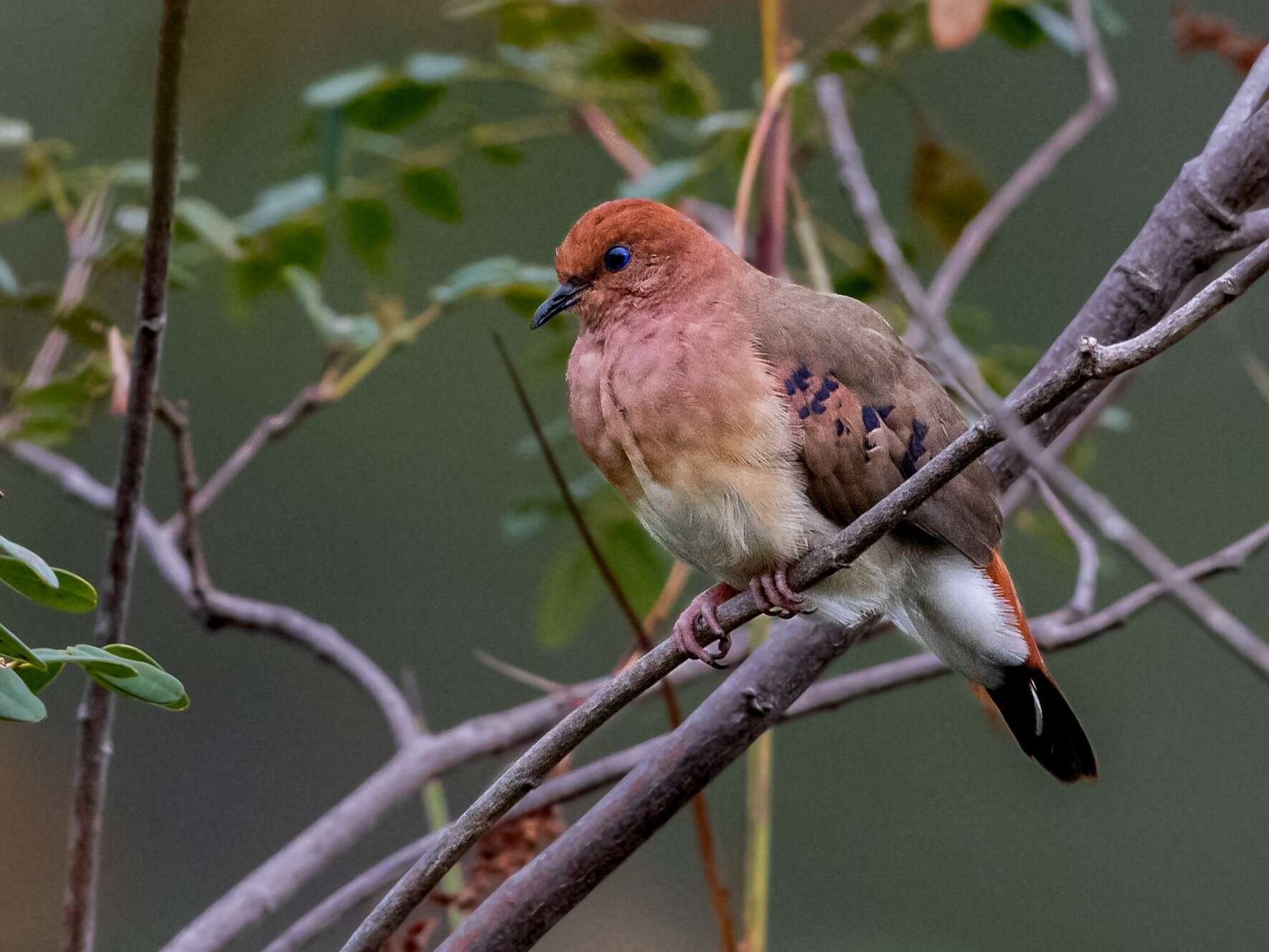 صورة Columbina cyanopis (Pelzeln 1870)