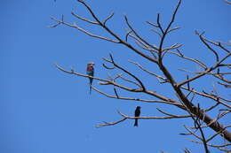 Image of Lilac-breasted Roller