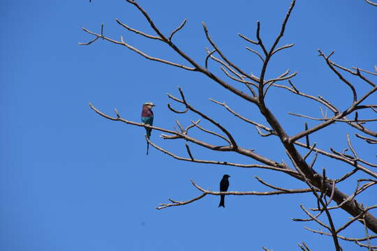 Image of Lilac-breasted Roller