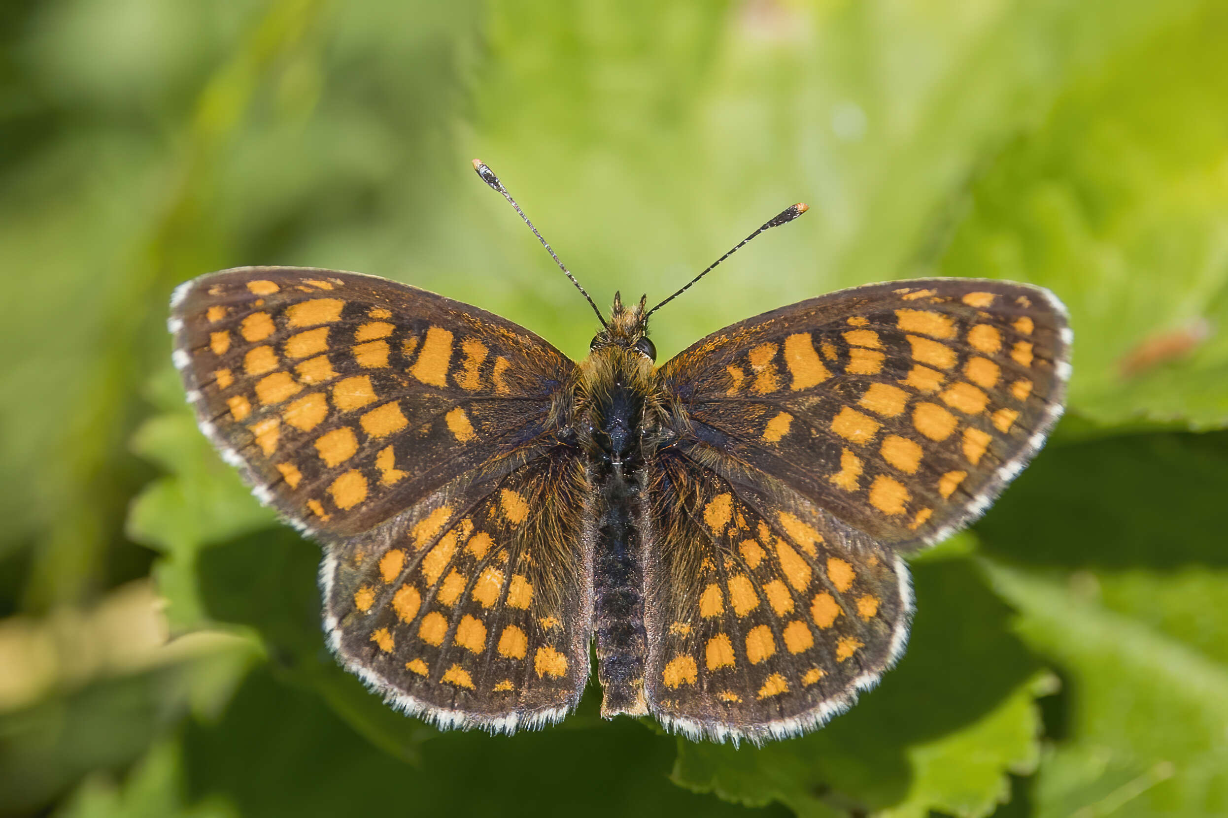 Image of Melitaea athalia