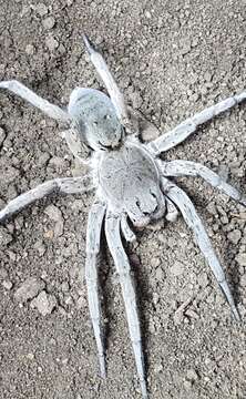 Image of wolf spiders