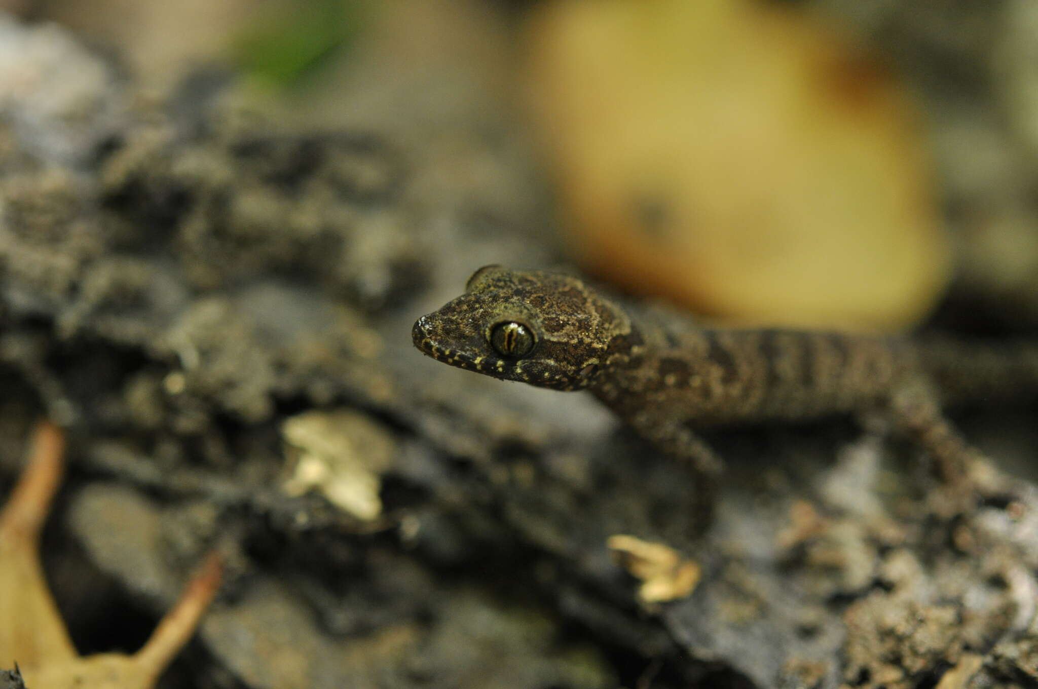 Sivun Cyrtodactylus cattienensis Geissler, Nazarov, Orlov, Böhme, Phung, Nguyen & Ziegler 2009 kuva