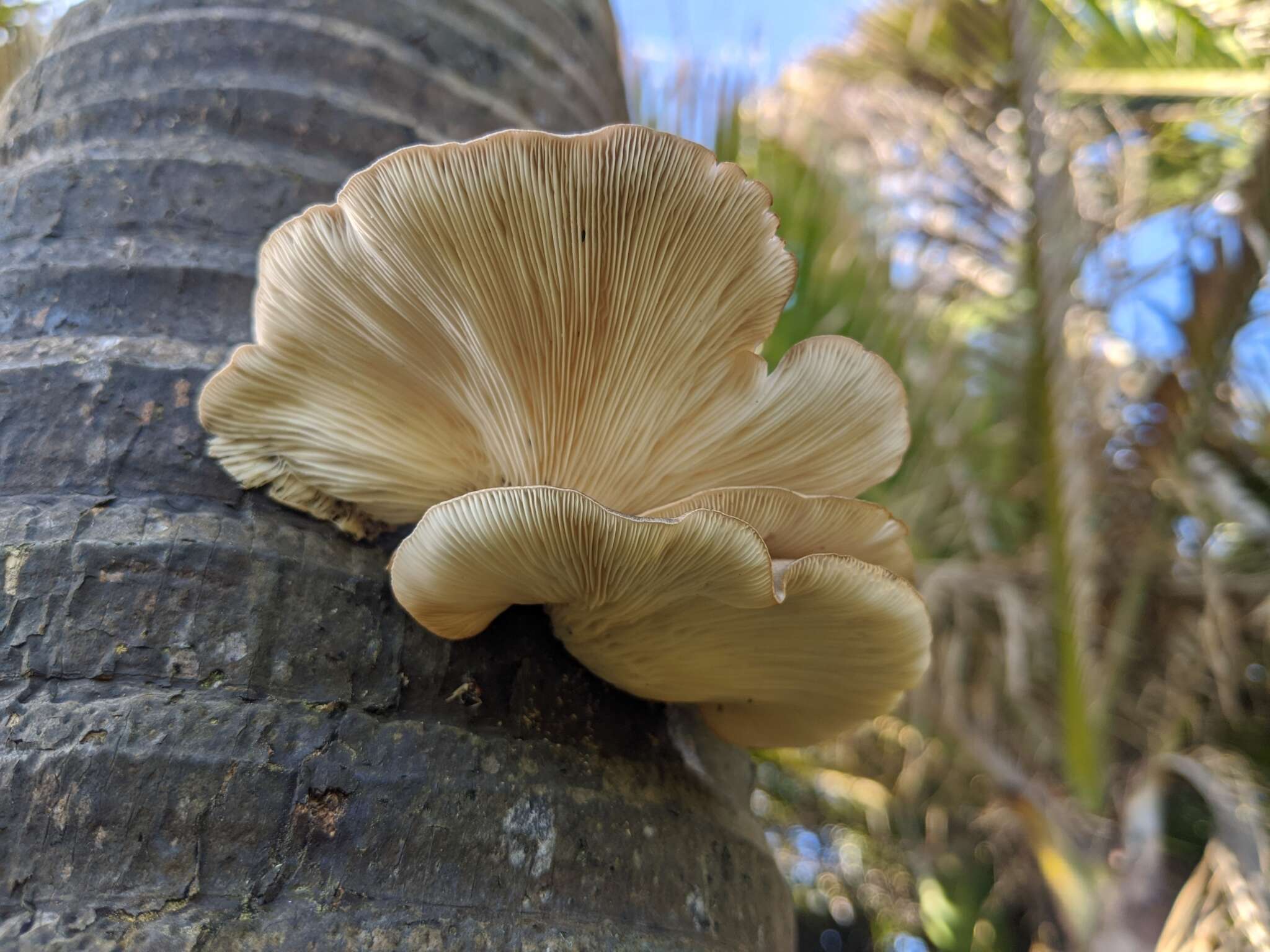 Image of Pleurotus parsonsiae G. Stev. 1964