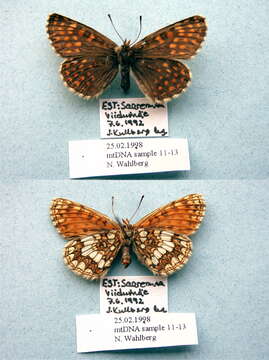 Image of Melitaea aurelia