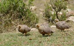 Image of Namaqua Sandgrouse