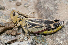 Image of Arcyptera (Arcyptera) fusca (Pallas 1773)