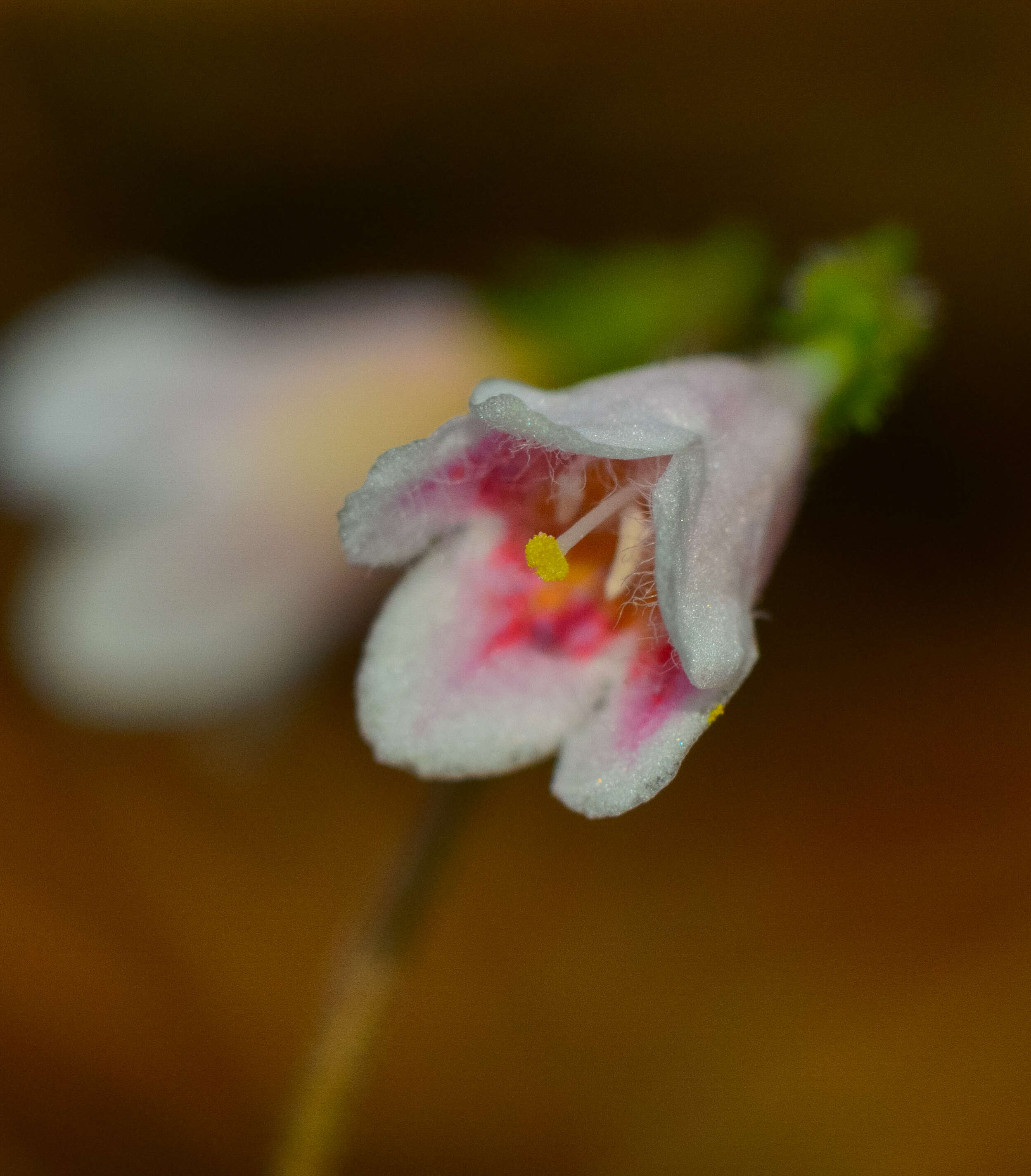 Image of Twinflower