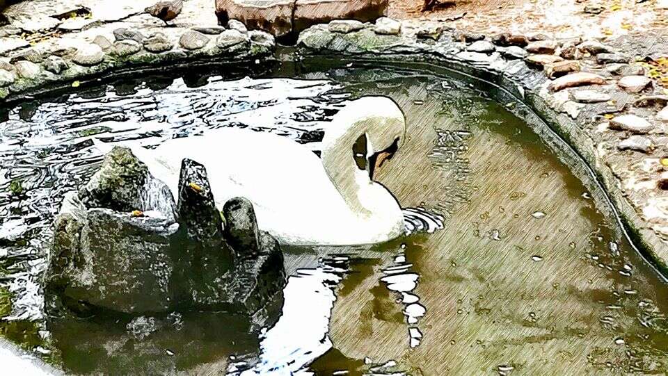 Image of Mute Swan