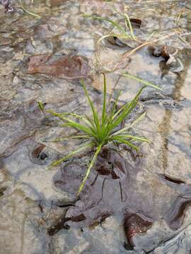 Image of Appalachian quillwort