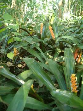 Image of Aechmea victoriana L. B. Sm.