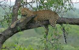 Image of Leopard