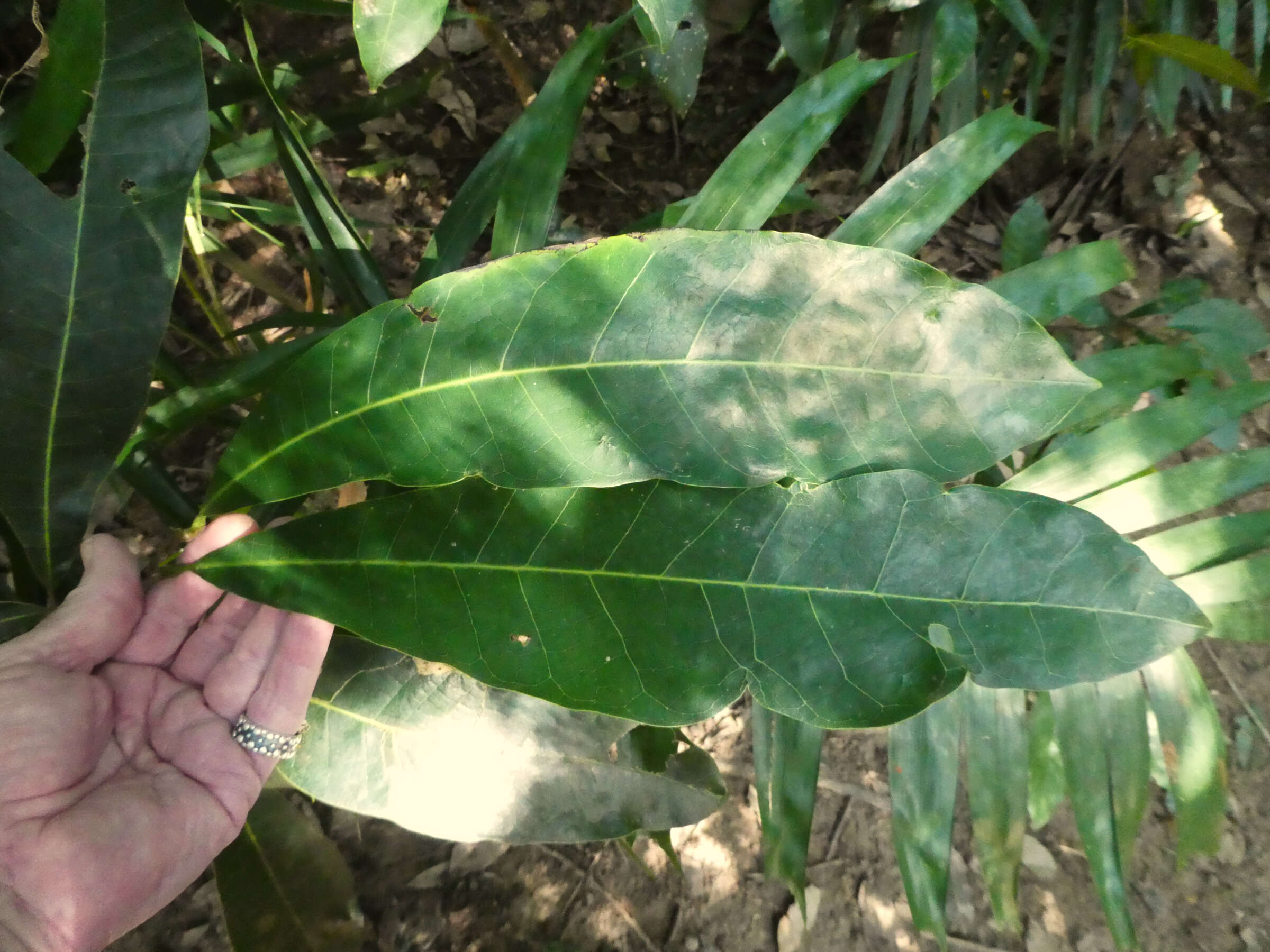 Image of Semecarpus australiensis Engl.