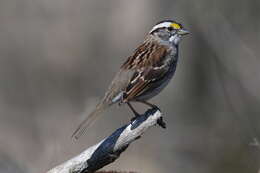 Image of White-throated Sparrow