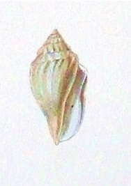 Image de Eucithara coniformis (Reeve 1846)