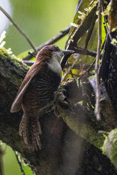 Image of Black-bellied Wren