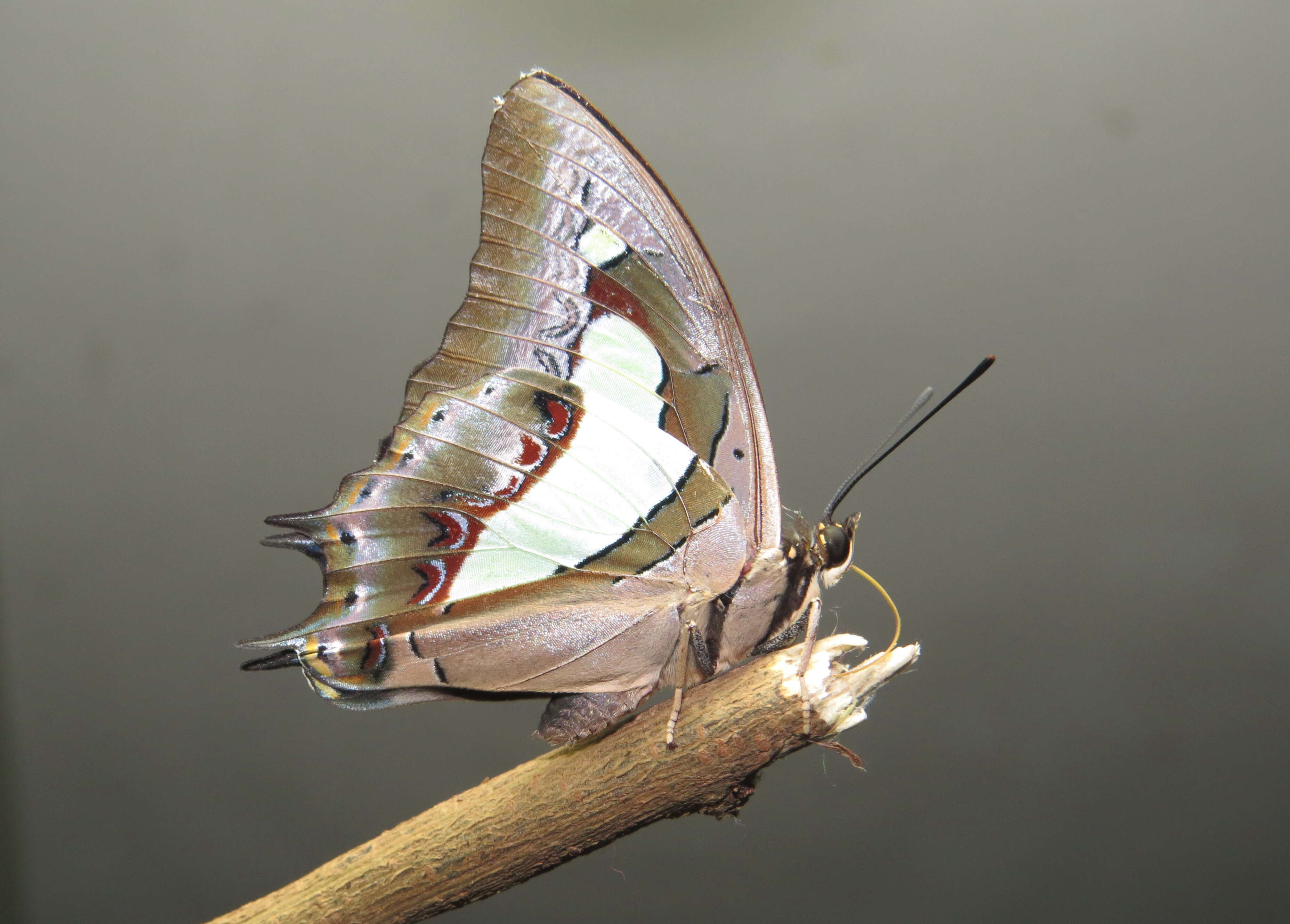 Image of Polyura athamas Drury 1773