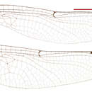 Image of Eusynthemis ursa Theischinger 1999