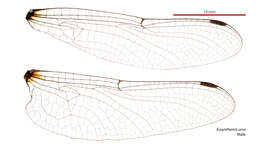 Image of Eusynthemis ursa Theischinger 1999