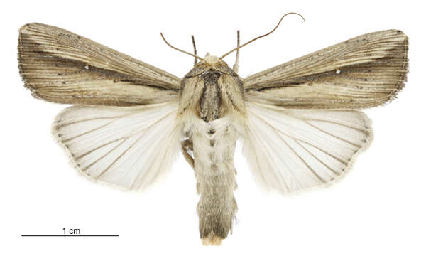 Imagem de Leucania stenographa