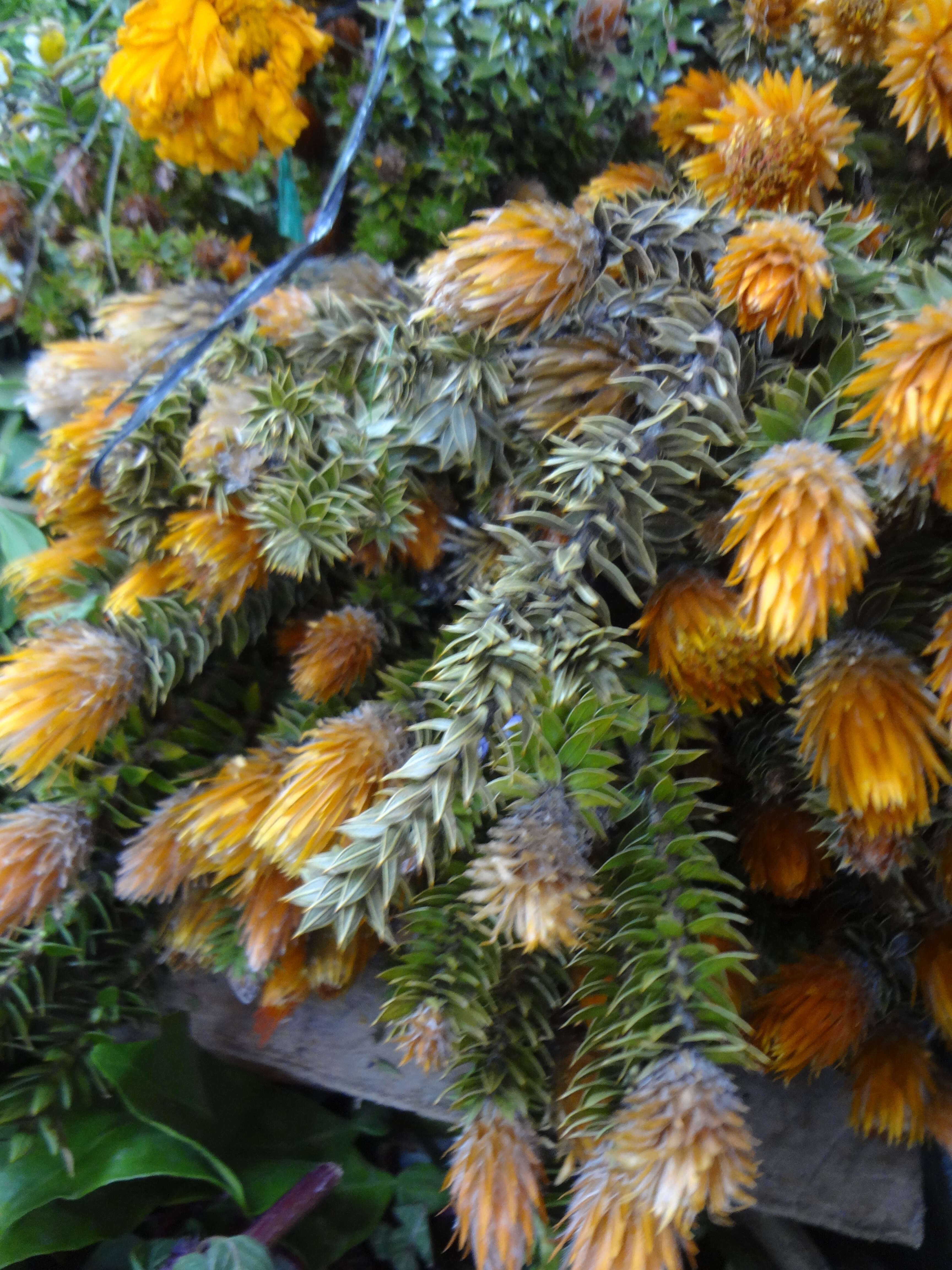 Image of flower of the Andes