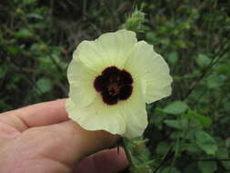 Imagem de Hibiscus diversifolius Jacq.