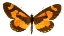 Image of Acraea sotikensis Sharpe 1891