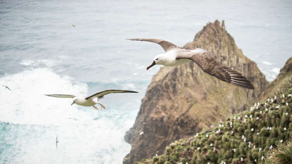 Image of Indian Yellow-nosed Albatross