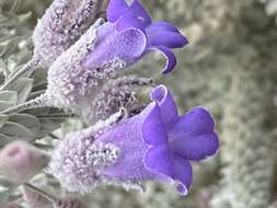 Eremophila lachnocalyx C. A. Gardner resmi