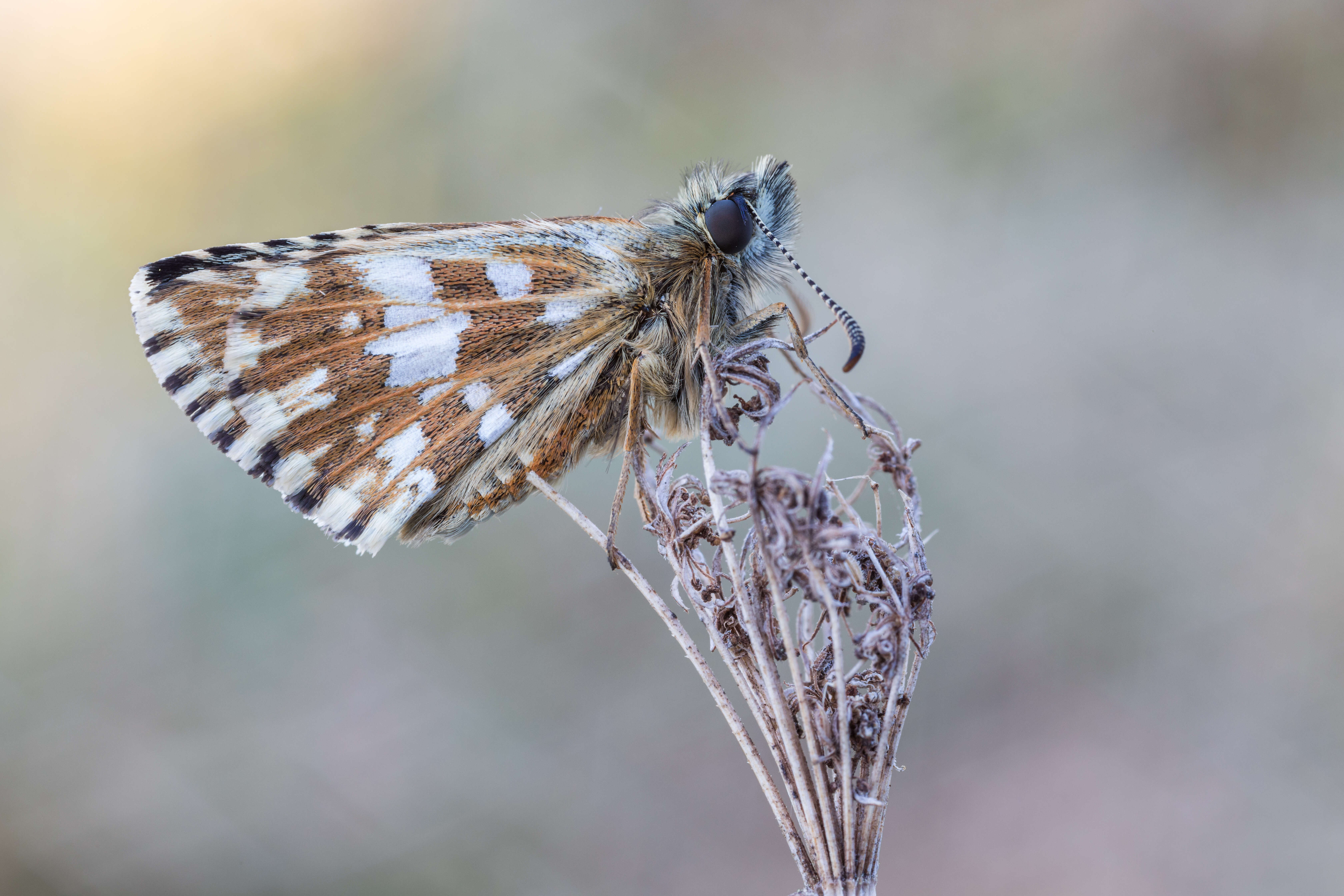 Image of Grizzled skipper