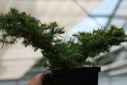 Image of Formosan China fir