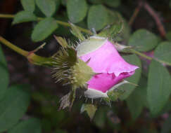 Image of chestnut rose