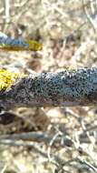 Image of rosette lichen