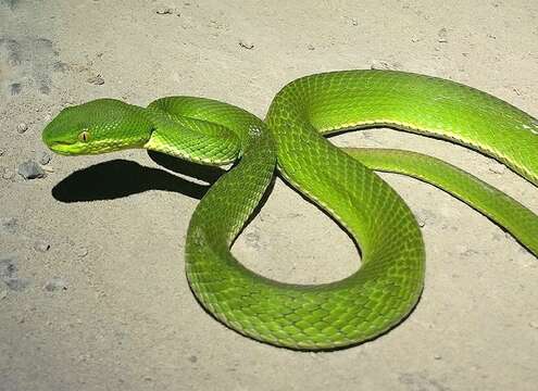 Image of Nepal pitviper