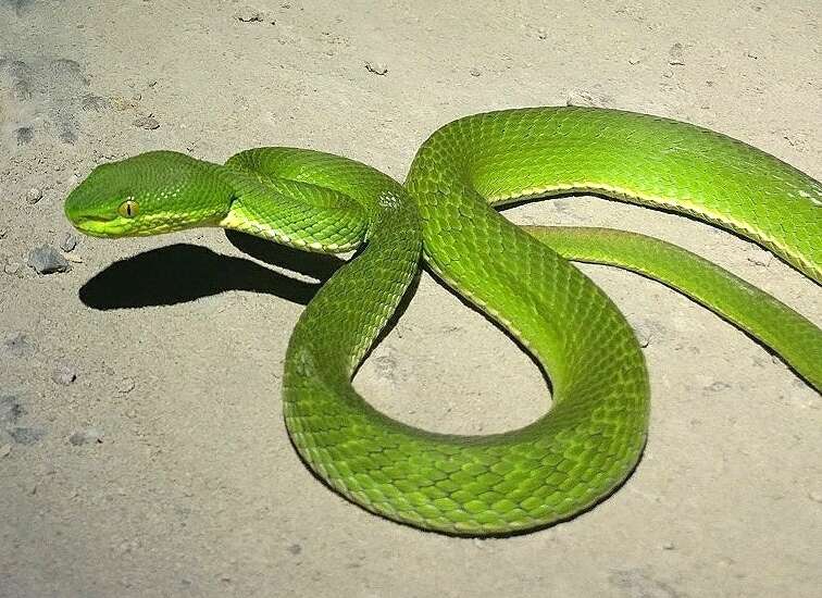 Image of Nepal pitviper