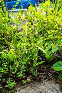 Image of narrow swordfern