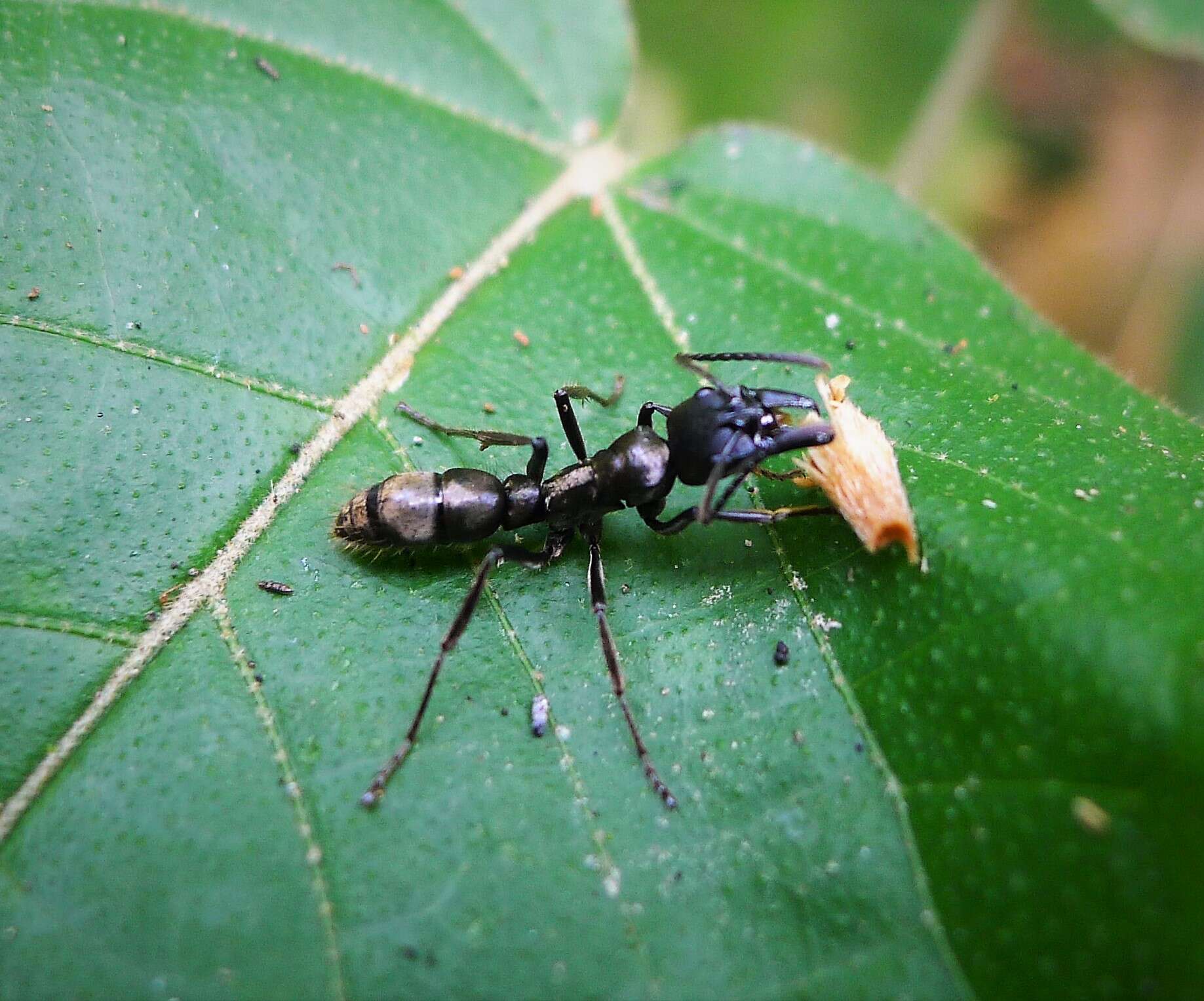 Image of Neoponera