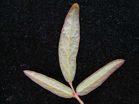 Image of Desmodium varians (Labill.) G. Don