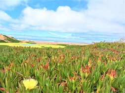 Imagem de Carpobrotus edulis (L.) N. E. Br.