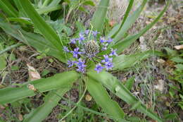 Scilla peruviana L. resmi