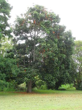 Image de Castanospermum