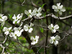 Image of flowering dogwood