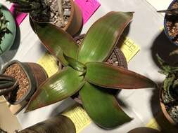 Aloe fimbrialis S. Carter resmi