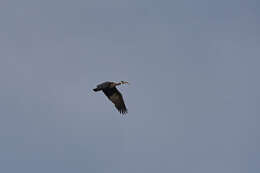 Image of Black Ibis