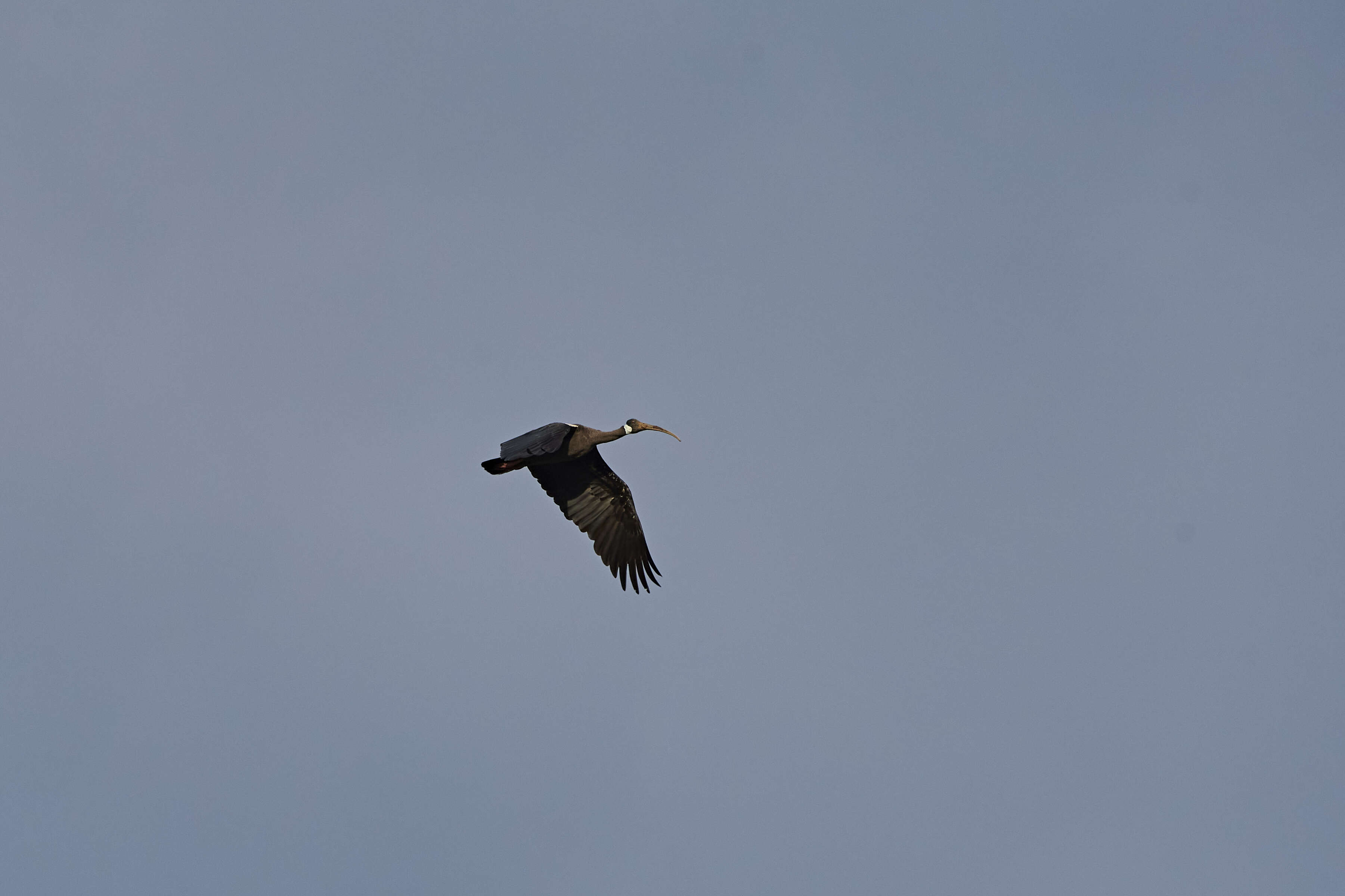 Image of Black Ibis