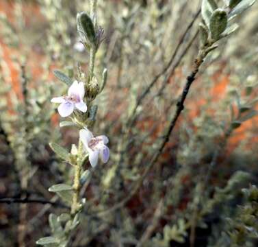 Image of Pityrodia loricata (F. Muell.) E. Pritz.