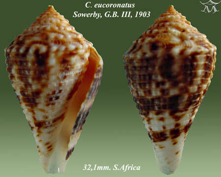 Image of Conasprella eucoronata (G. B. Sowerby Iii 1903)