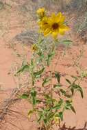 Image of western sunflower