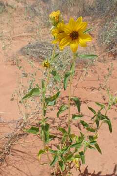 Image of western sunflower