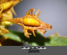 Rumex palustris Sm. resmi